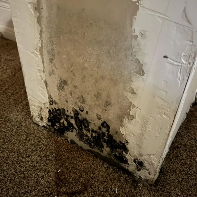 Professional Mold Removal in Roseburg, OR